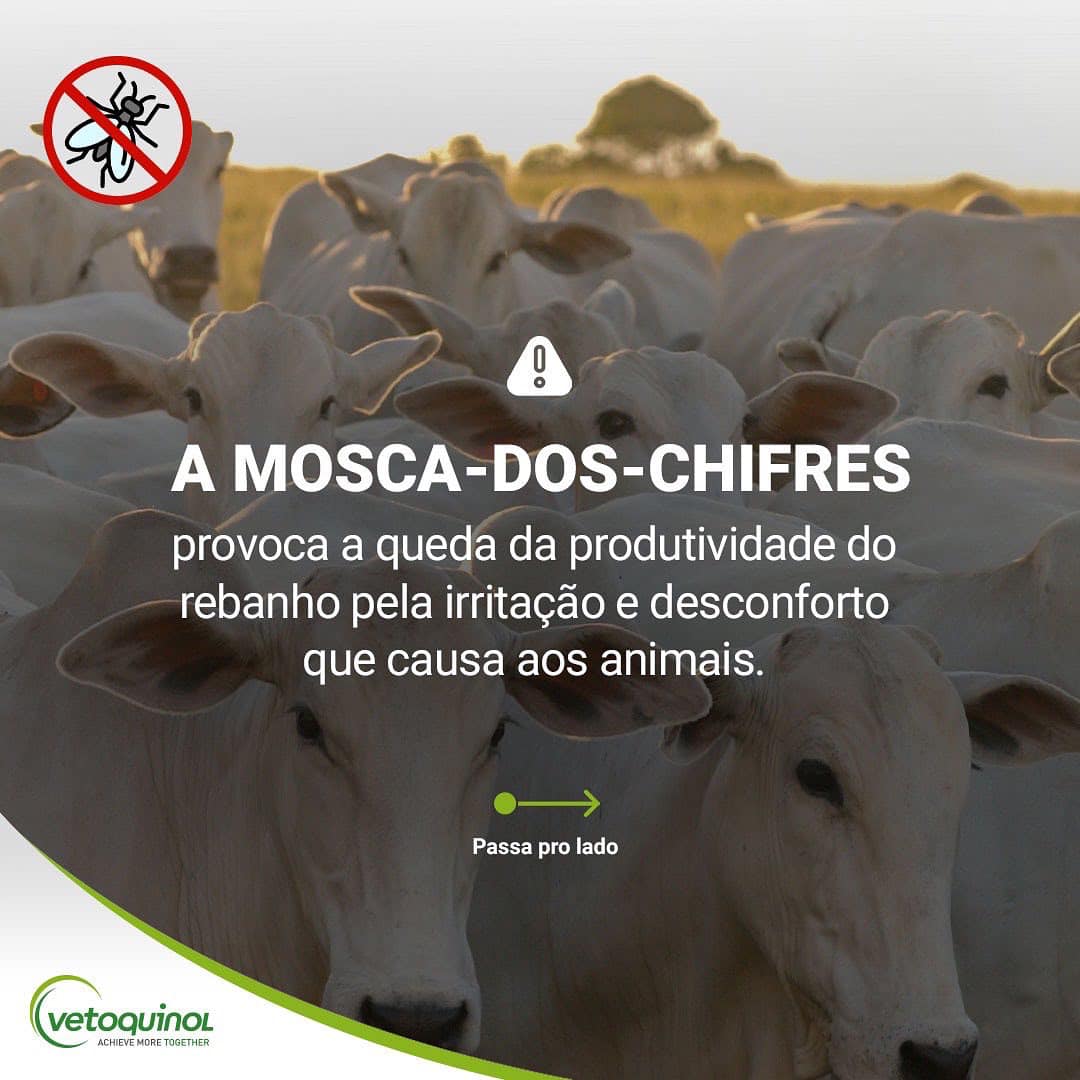 Título Nova Geração De Brincos Para Controle De Mosca do chifre é