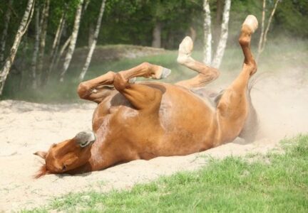 Cavalos - Certos Alimentos Podem Matar Seu Animal