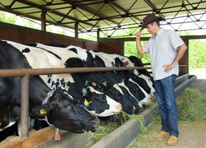 pecuarista de leite deixa a atividade portal agropecuario