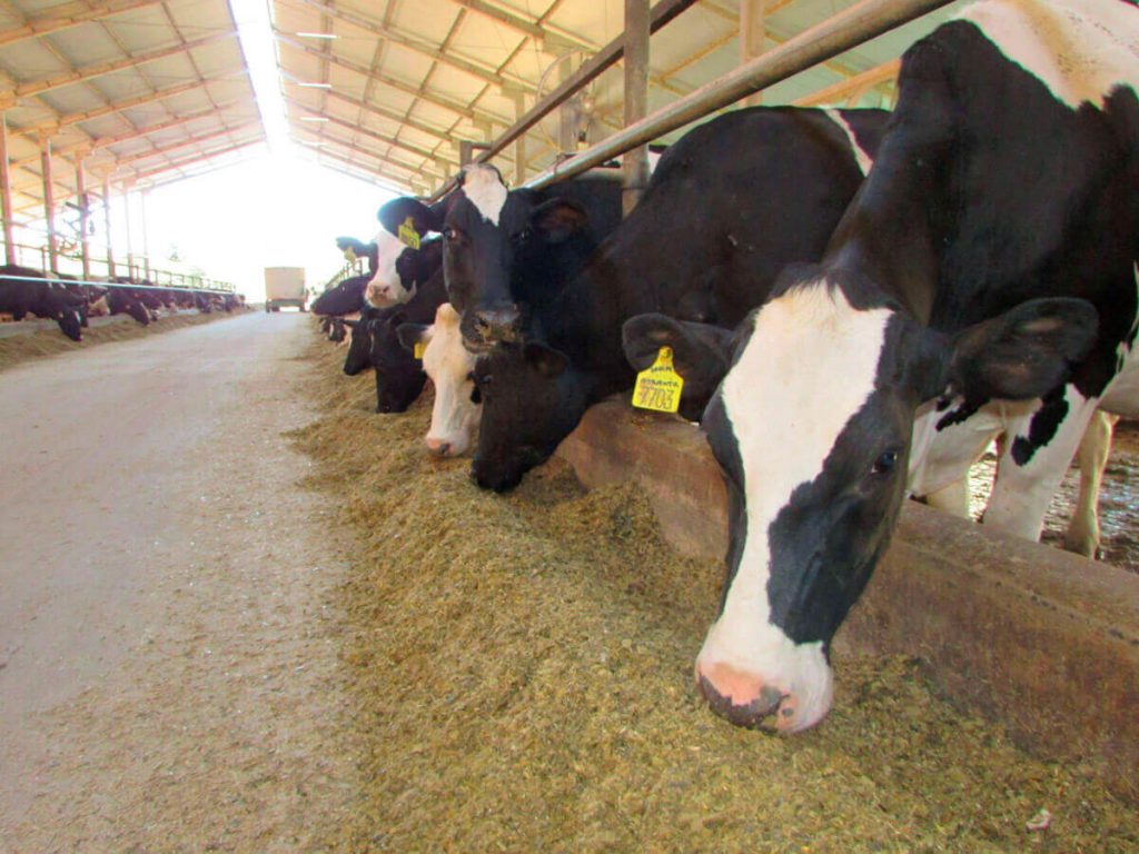 Cevada na ração de vacas leiteiras para reduzir custos