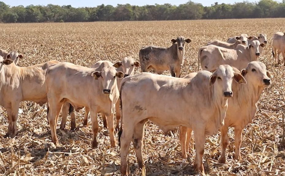 Programa Pecuária Em Foco RIP Recria Intensiva A Pasto 2023