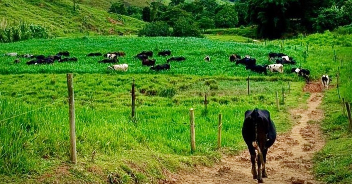 Governo De Mt Entrega Novilhas Para Produtores Do Norte Do Estado