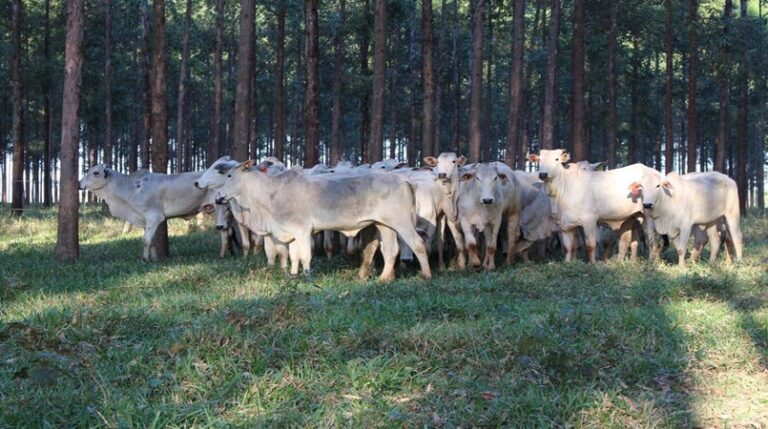 IBGE Abate De Bovinos Suínos E Frangos Aumenta No 1º Trimestre De