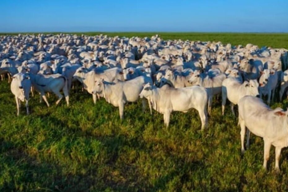 Arroba Do Boi Preços Firmes No País 2024