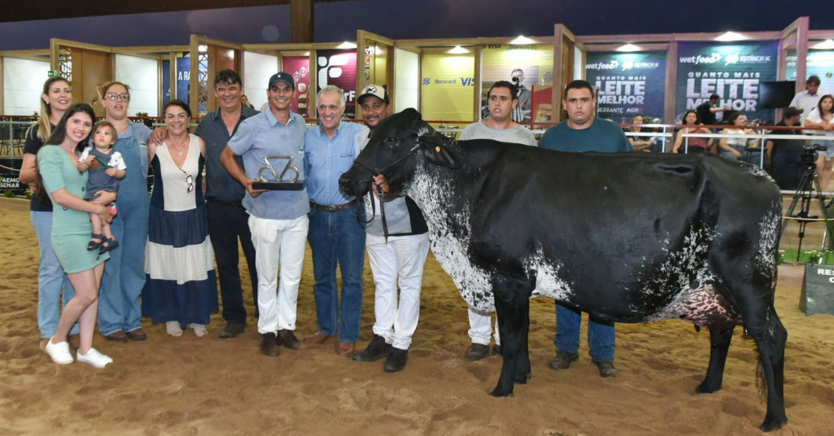 Girolando Conquista In Dita Em Uberaba