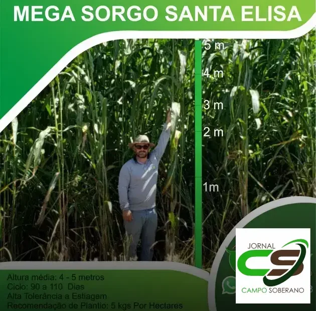 Venda de sementes de Mega Sorgo Santa Elisa para silagem em Alto Rio Doce