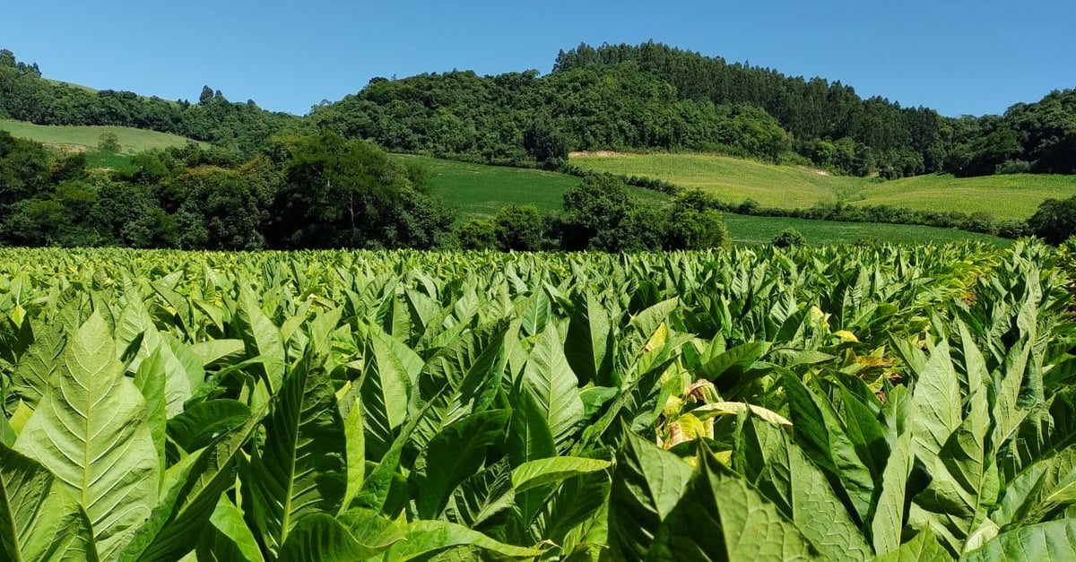 Empresas querem auxiliar 12 mil produtores de tabaco no sul