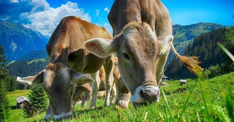 Vaca saindo de 10 para 20 quilos de leite por dia? Estas dicas podem garantir isso
