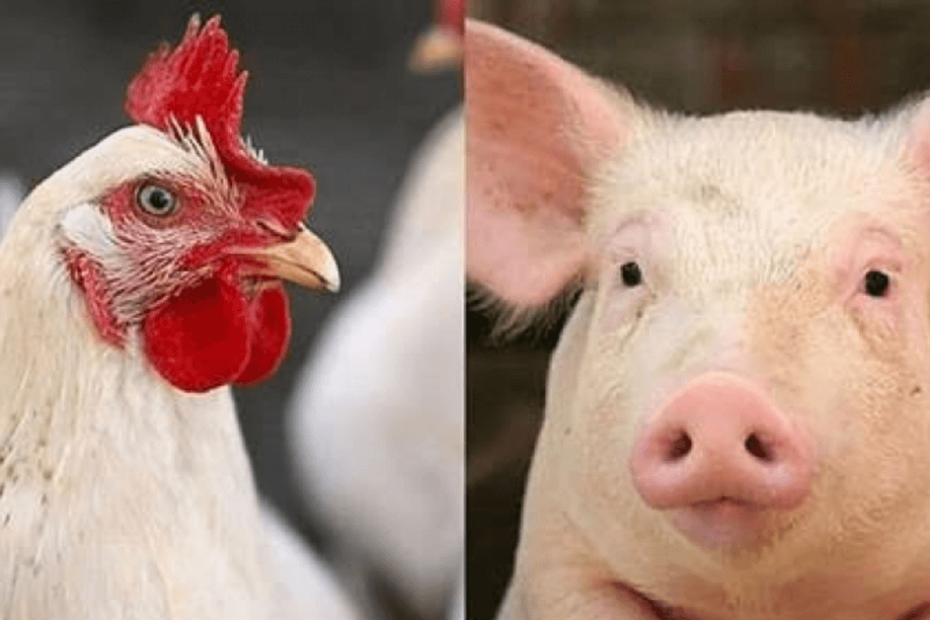 Custos de produção de frangos de corte e de suínos caem em março, diz Embrapa • Portal DBO