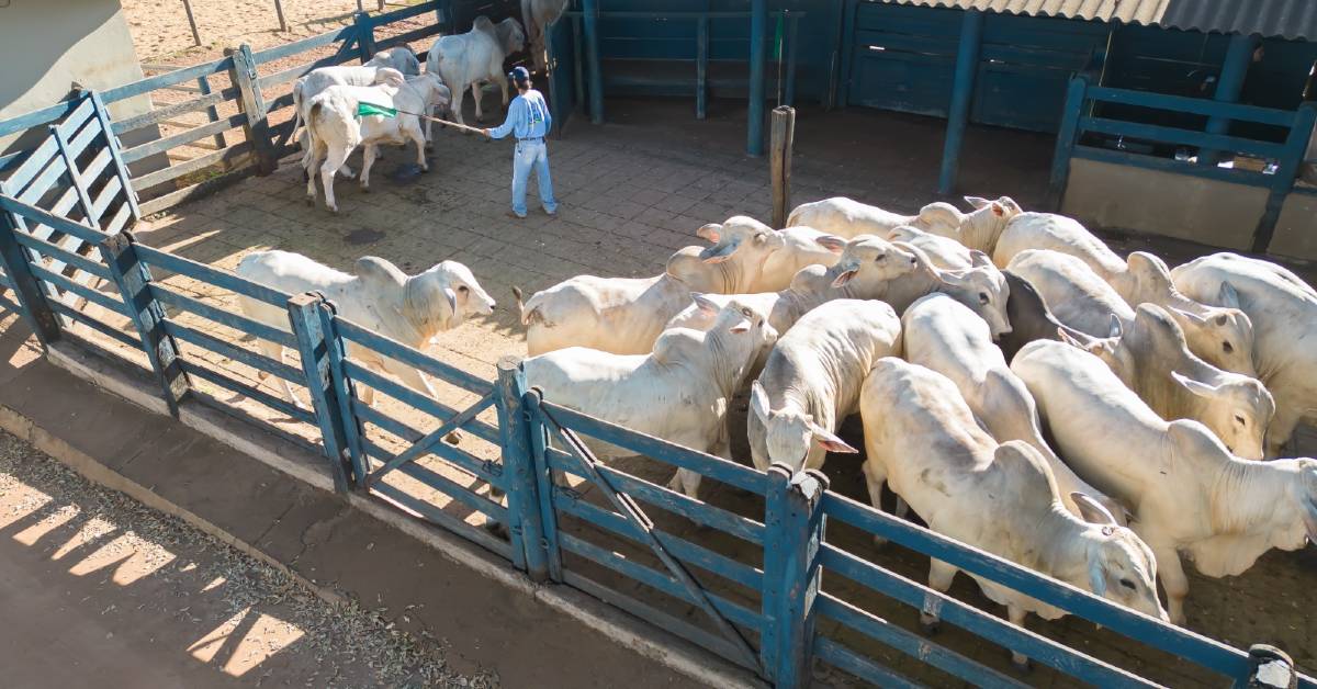 touros participantes do TDEA já estão na Fazenda Escola da Fazu, em Uberaba • Portal DBO