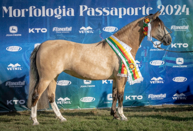 Cavalo Crioulo seleciona na ExpoZebu exemplares para a final da morfologia