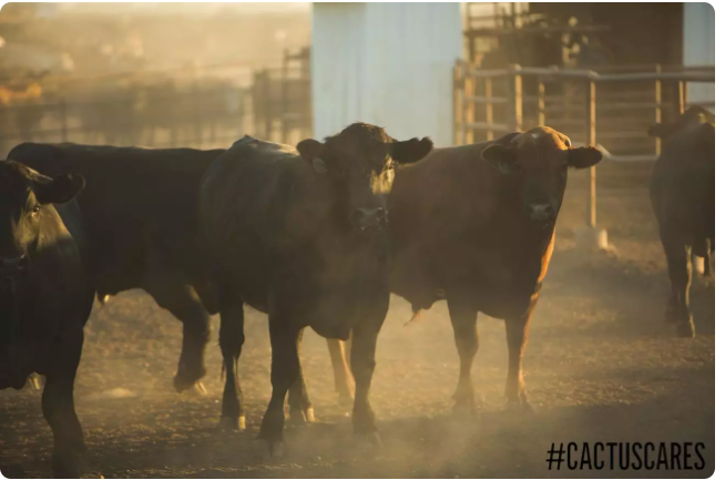Lucro médio por bovino confinado é 25 vezes superior nos EUA