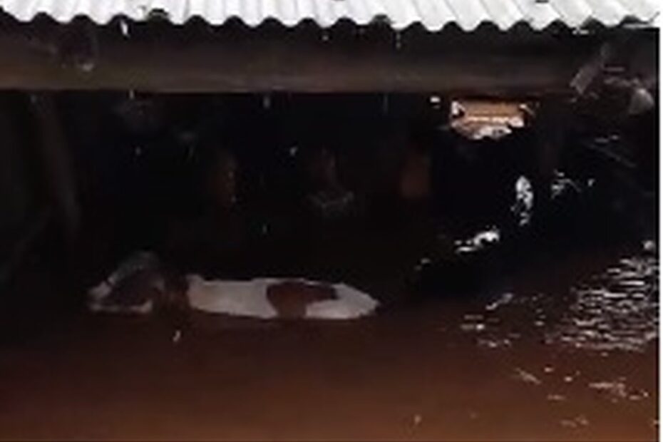 Mais de 500 bois são resgatados de inundação no Rio Grande do Sul | Pecuária