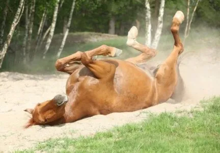 Cavalos - Certos Alimentos Podem Matar Seu Animal