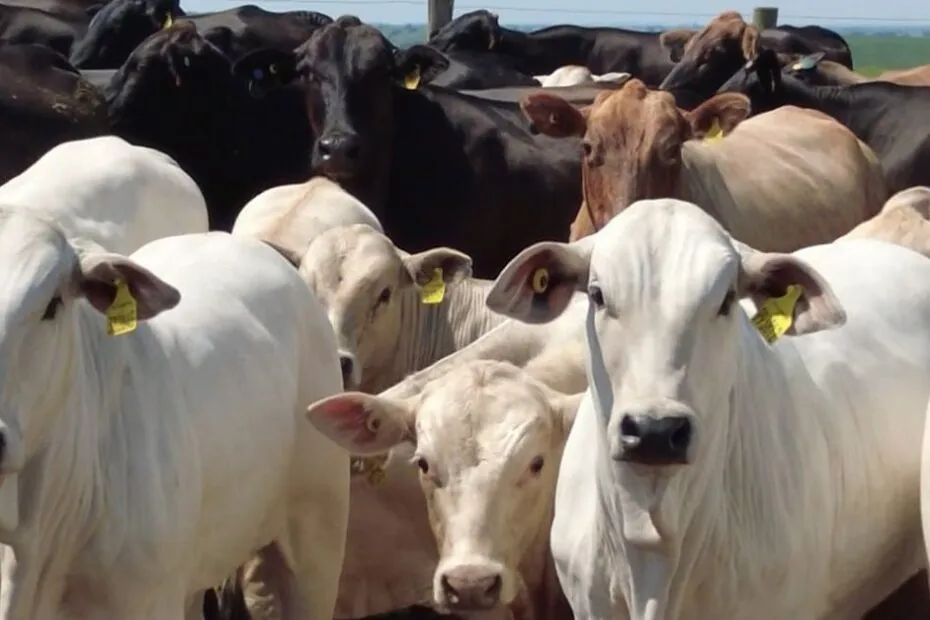 Cientista criador do “superprecoce” explica como produzir bovinos de até 16 meses com 20@