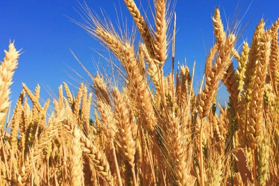 Cotação do trigo sobe com retração na oferta produtora