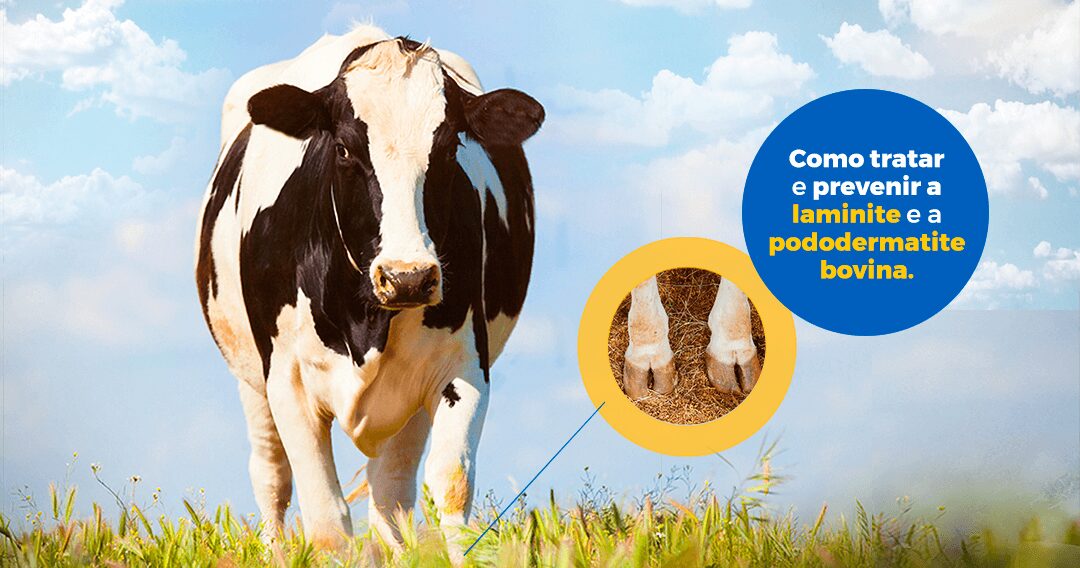 Laminite: O que é como tratar 1 Laminite: O que é como tratar