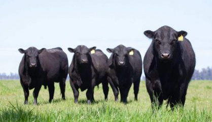 Raça Angus - Historia e Conceito 1 Raça Angus – Historia e Conceito