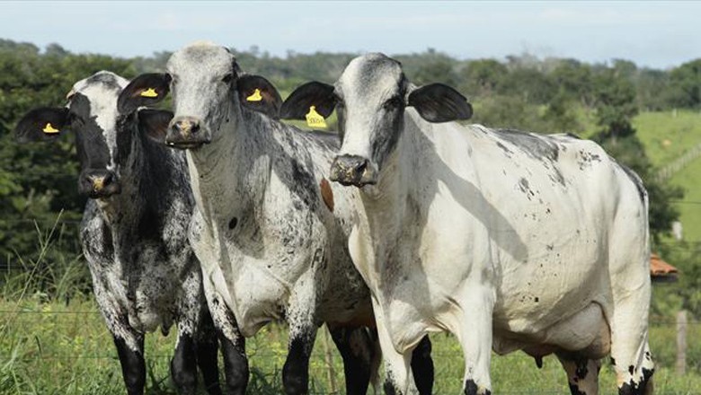 Vaca Girolando produz 127 kg de leite, novo recorde mundial