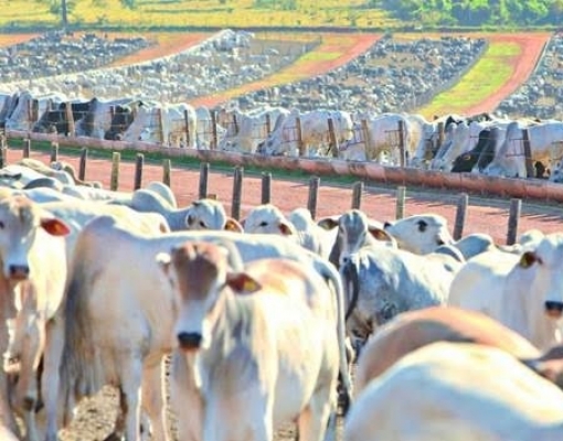 Confinamento ? É fácil se você fizer do jeito certo