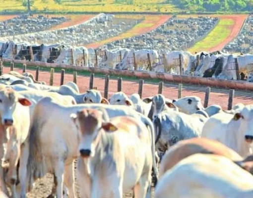 Confinamento ? É fácil se você fizer do jeito certo