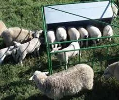 creep-feeding para cordeiros Saiba Mais 5 creep-feeding para cordeiros