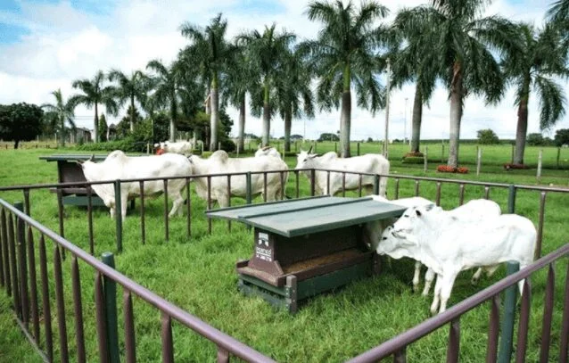 Creep-Feeding - Seu Caminho Para O Sucesso 13 creep feeding seu caminho para o sucesso