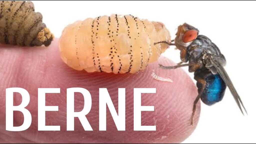 voce ja teve prejuizo com berme