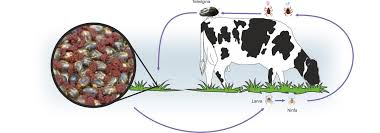 Carrapatos - Prevenções Inportantes