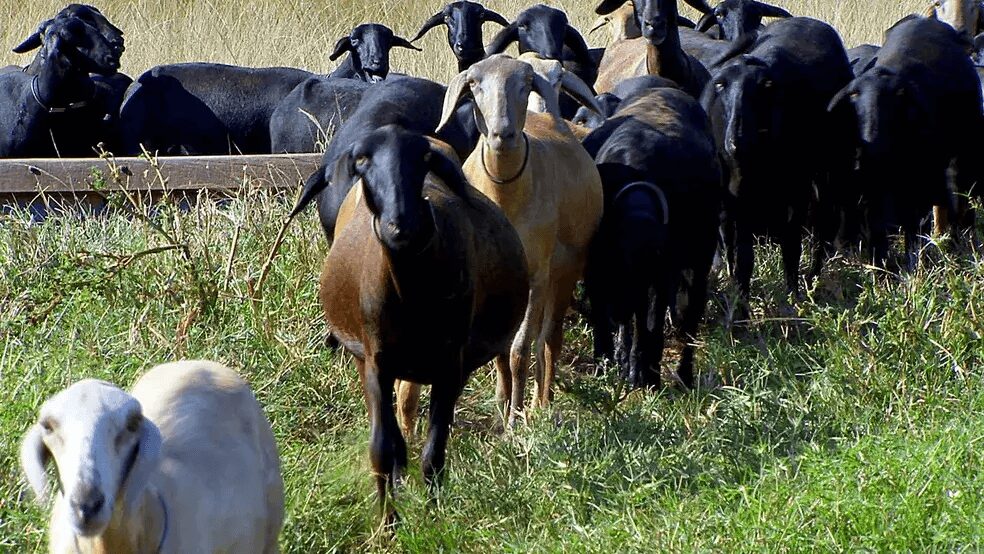 Reprodução - Criação de Caprinos