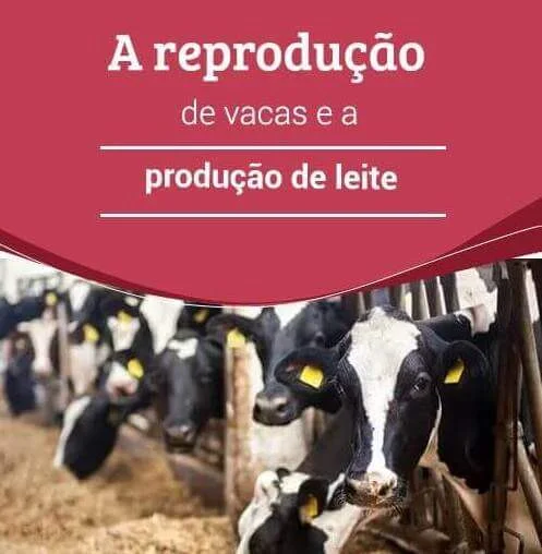 Reproducao Das Vacas Como ter Sucesso 2 Reproducao Das Vacas Como ter Sucesso