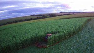 sorgo gigante e apontado como salvacao do rebanho bovino