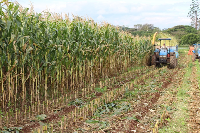 Benefício do sorgo na alimentação de vacas leiteiras