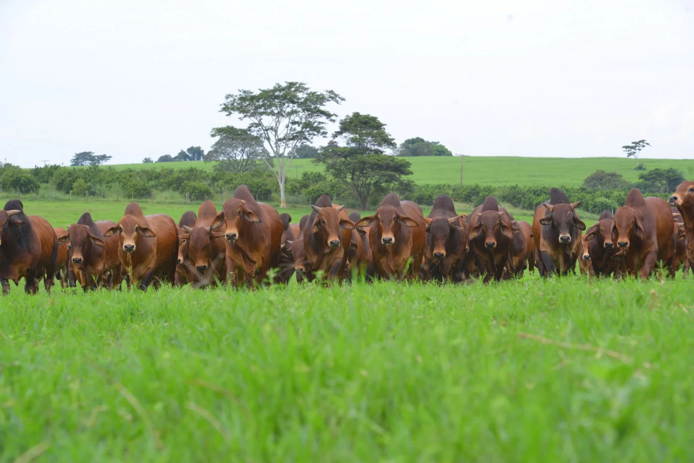 Conheça As 5 sementes de pastagem que os grandes pecuaristas preferem