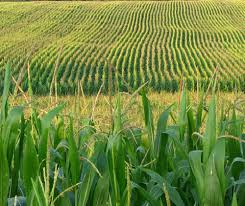 Custo da silagem de milho exige que o produtor rural refaça suas contas