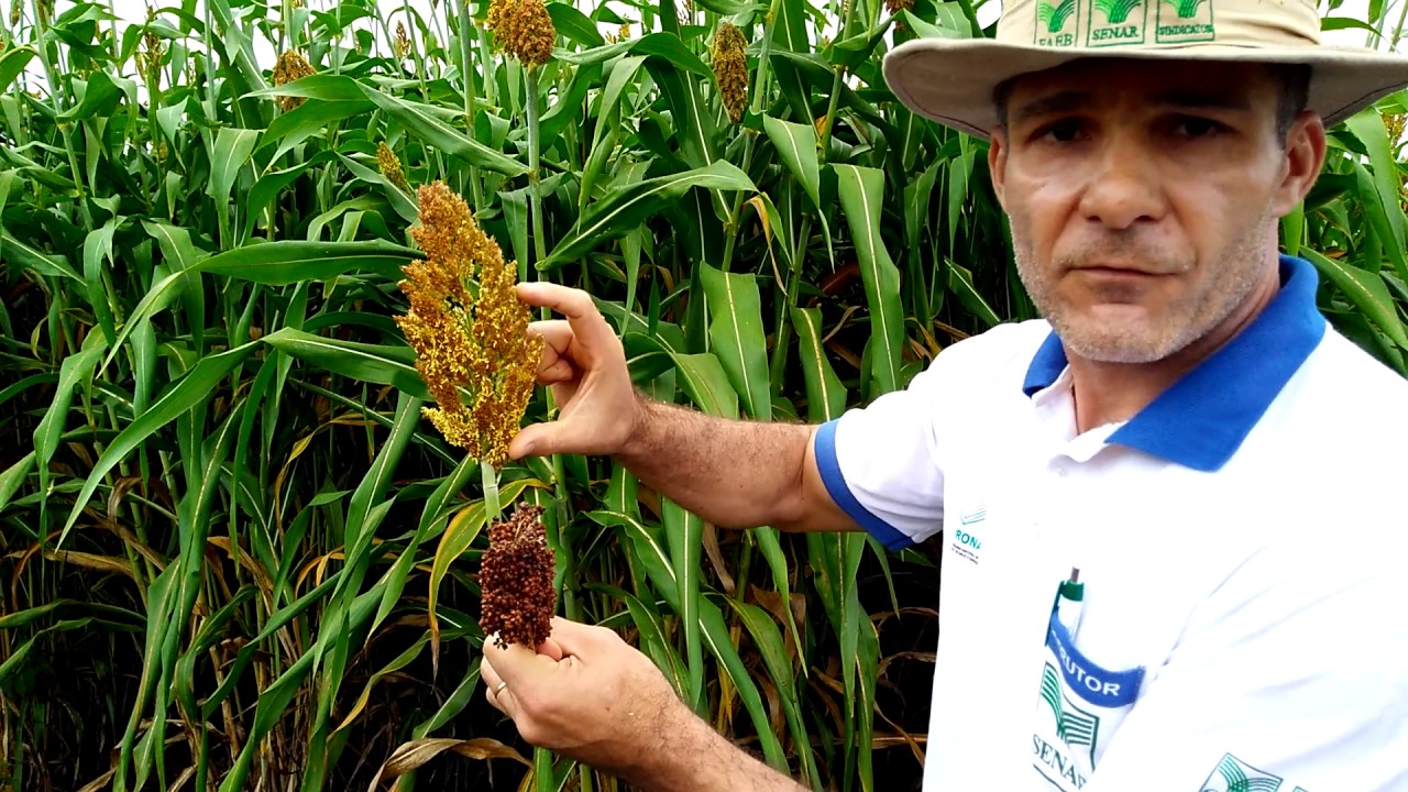 Sorgo alta qualidade para silagem