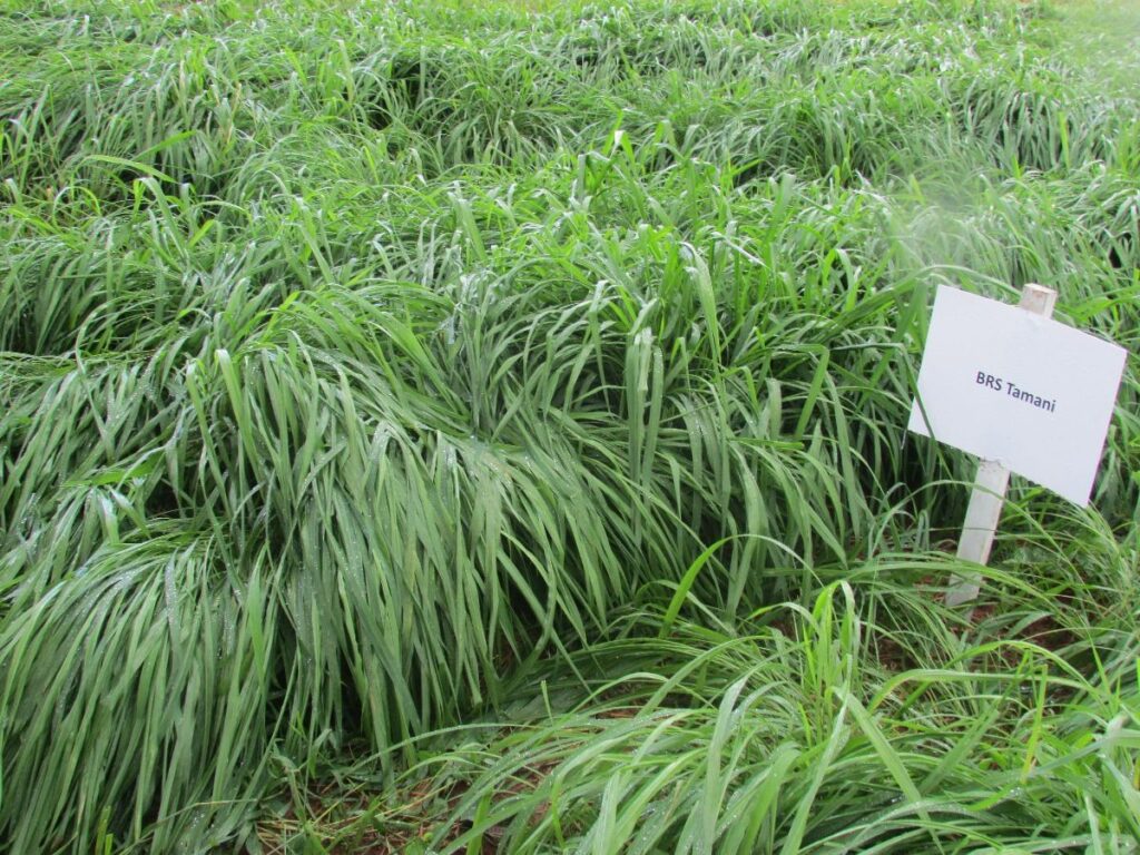 Brs Tamani - Primeira Cultivar Hibrida da Embrapa 2 Capim Ideal - Top 4 Respostas Para o Pecuarista