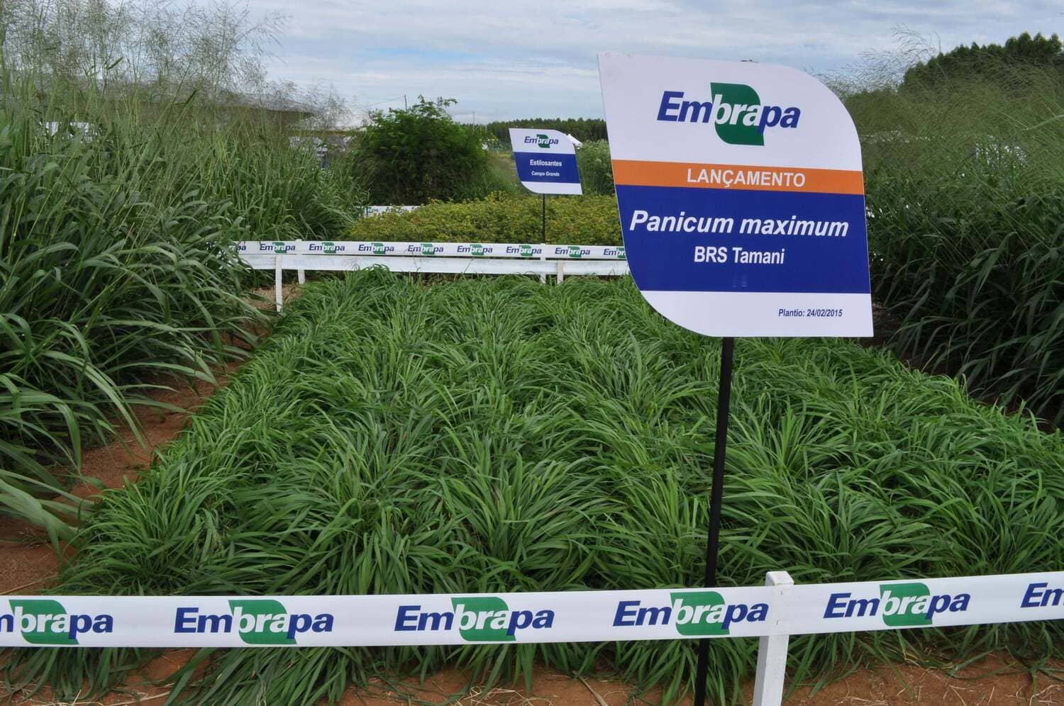 Brs Tamni da Embrapa - Capim da Lucro de Verdade
