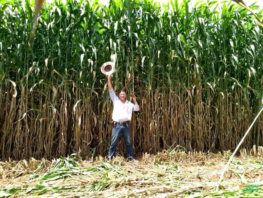 Mega Sorgo Santa Elisa