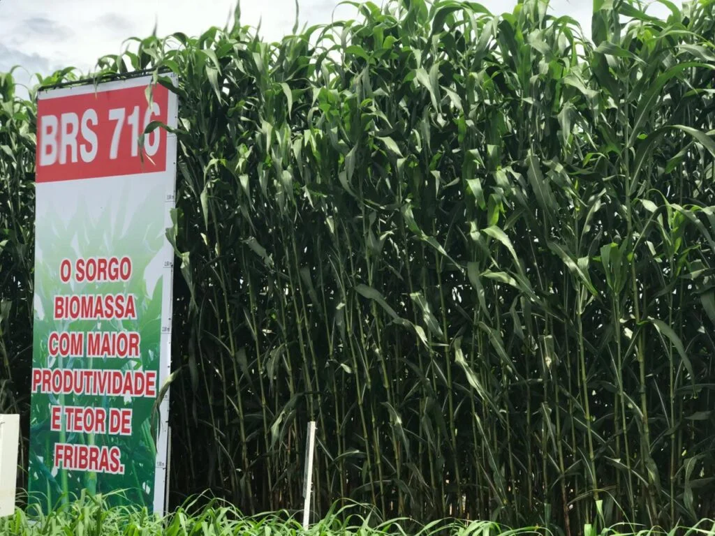 Sorgo da Embrapa apresenta altas produtividades em condições de seca