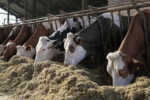 13 dicas para produzir silagem de qualidade para a pecuária leiteira 4 Cevada na ração de vacas leiteiras para reduzir custos