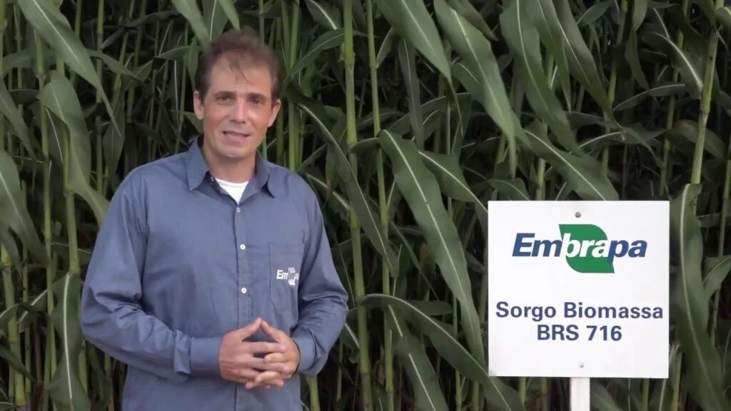 Sorgo Biomassa BRS 716 5 Sorgo Biomassa BRS 716