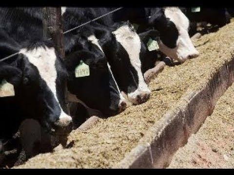 Utilização de Resíduo de cervejaria em substituição do volumoso em dietas para ruminantes