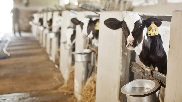 criacao de bezerras saiba como contornar os maiores desafios 8