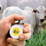 Iatf2 1 Vaca- Descubra Agora 7 Doenças Que Matam Vacas De Leite