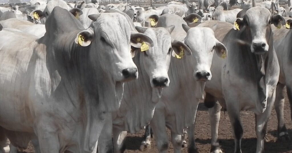 as 10 principais racas de gado de corte