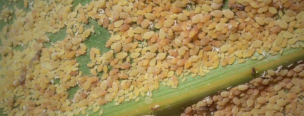 Como fazer o manejo de pulgão no sorgo?