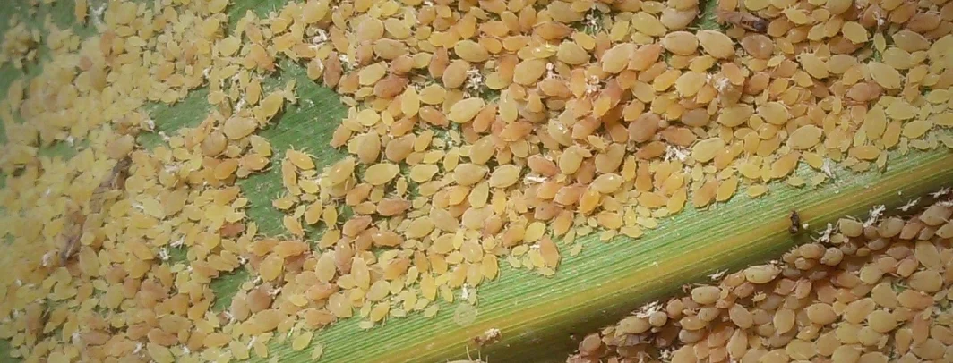 Como fazer o manejo de pulgão no sorgo? 6 como fazer o manejo de pulgao no sorgo