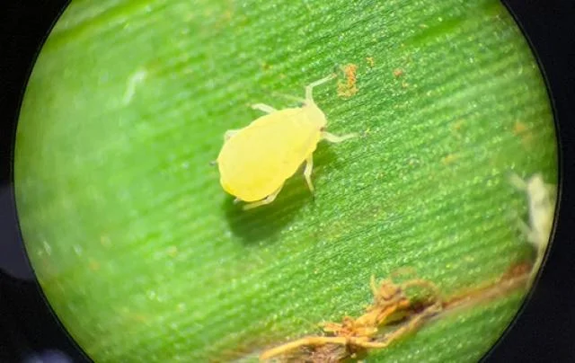 Novo pulgão no sorgo 2 novo pulgao no sorgo