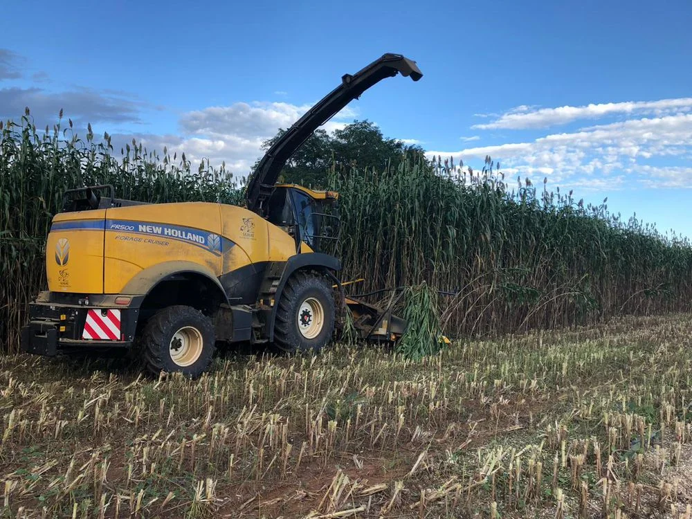 Silagem de sorgo: maior produtividade com menor custo 9 silagem de sorgo maior produtividade com menor custo